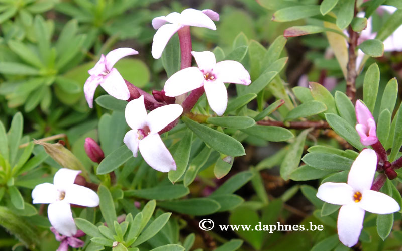 Daphne jasminea x D. cneorum